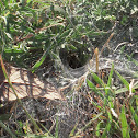 Funnel Spider Web