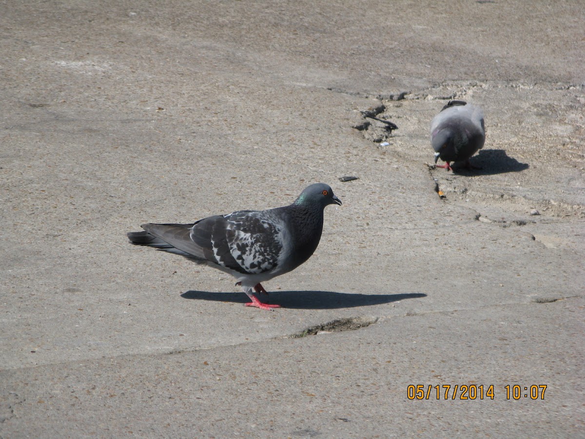 Rock Dove / Rock Pigeon