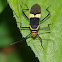 Milkweed bug