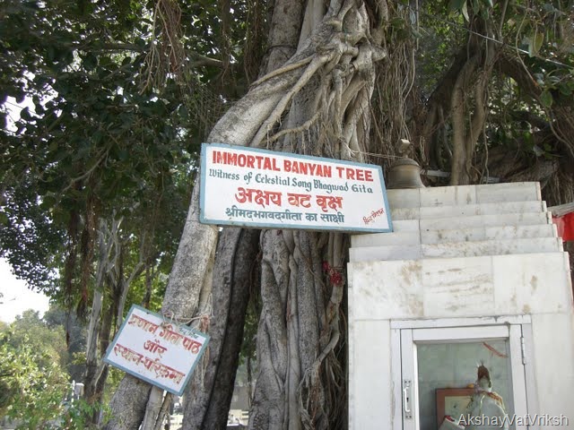 [Banyan tree[Akshay vat vriksh][16].jpg]