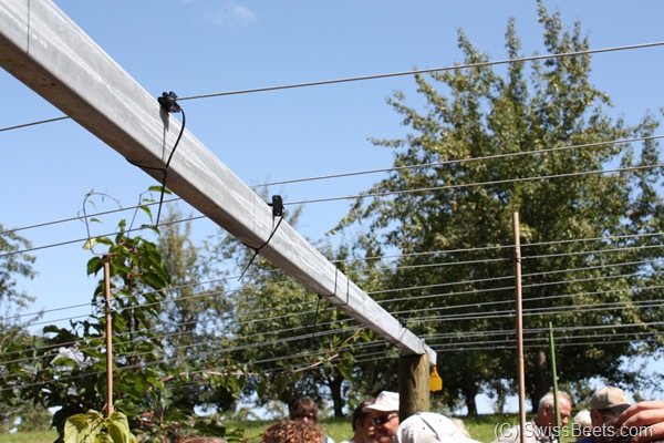 Kiwi Pergola