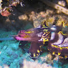 Flambuoyant Cuttlefish
