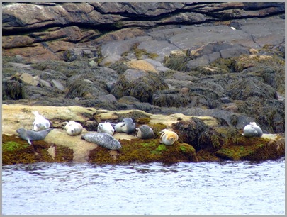 Lazy Seals on Hypocrite Islands
