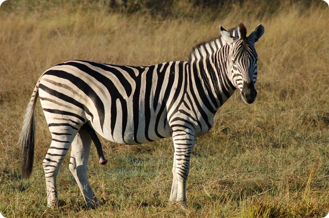 472b Zebra in Hwange