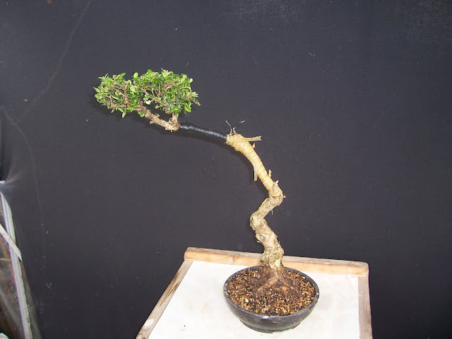 Wee Trees Bonsai Help Forum Advice for all - View topic - Mkonig's  competiton Entry #1