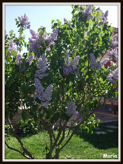 Lilas-1 Lilas-1