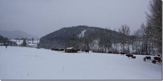 Коровы на снегу