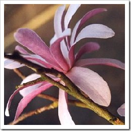 Magnolia kobus var Stellata rosea