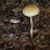 Scaly Mushroom