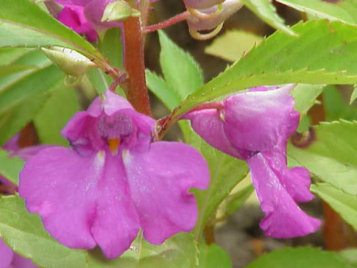 گل حنا Impatiens, Super Elfin Series