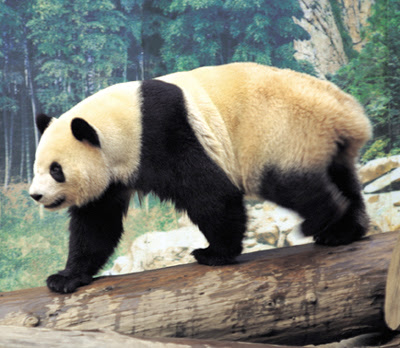 Totem panda