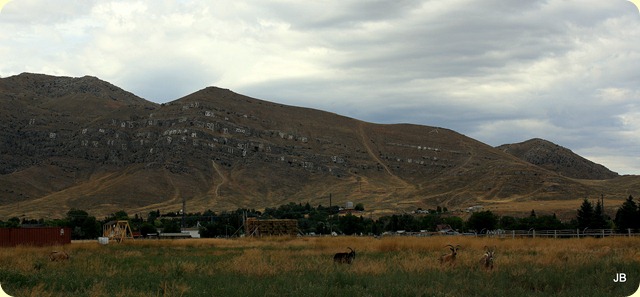 IMG_3606 IMG_3606