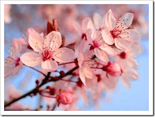 flor-cerejeira