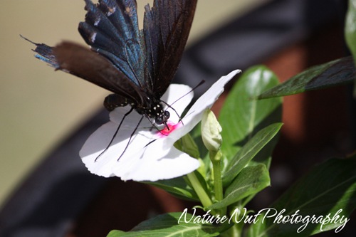 Tattered Wings - PipeVine Swallowtail