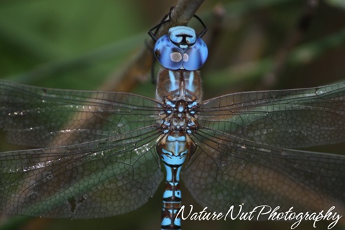 Blue Darner Dragonfly4