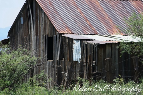 Old Barn3