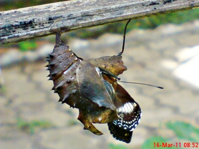 Common Eggfly Butterfly Emerging from a Chrysalis 02