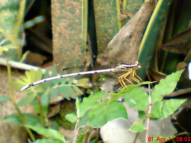 Copera marginipes_Yellow Featherlegs_capung jarum 02