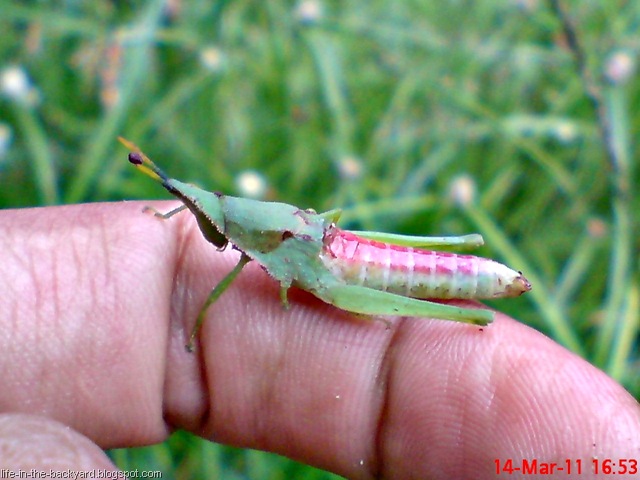 [green grasshopper attacked by wasp 3[7].jpg]