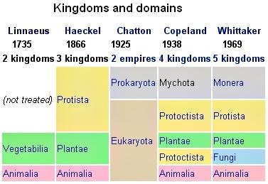classification biology scientific ranks kingdom domain zoology tribe subdivisions botany slightly including such different there