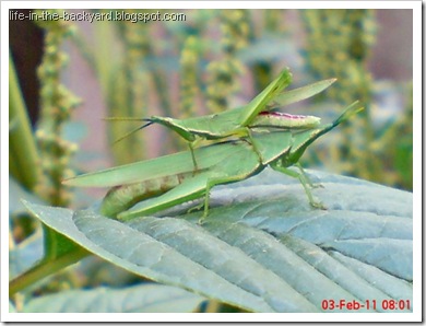 Photos of  69 Style Grasshopper mating 3