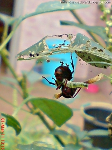 [Rhynchium haemorrhoidale_tawon_Potter Wasp 3[11].jpg]