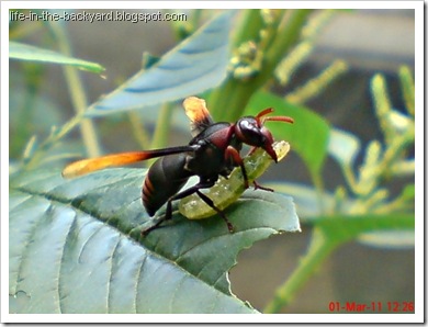Rhynchium haemorrhoidale_tawon_Potter Wasp 2