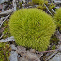 Wind-blown moss