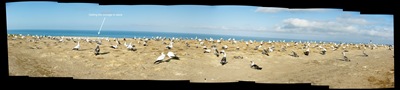 gannet colony pano juvenile about to leave
