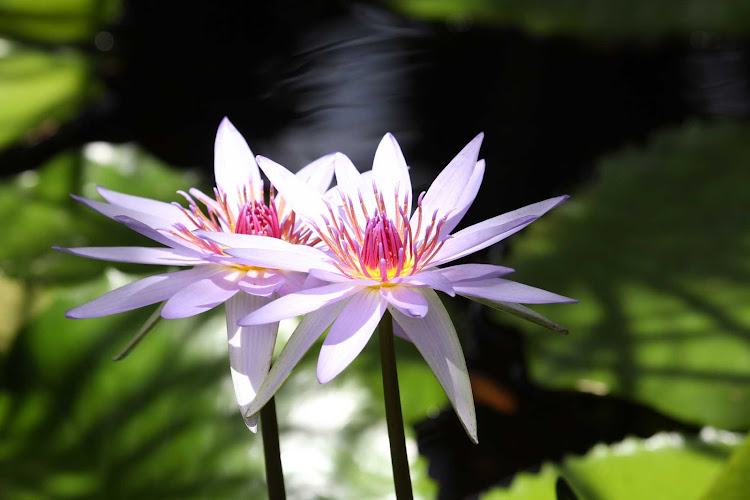 Water lilies at the Queen Elizabeth II Botanical Park on Grand Cayman Island.