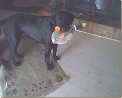 Riggs and his new ducky0223-2010