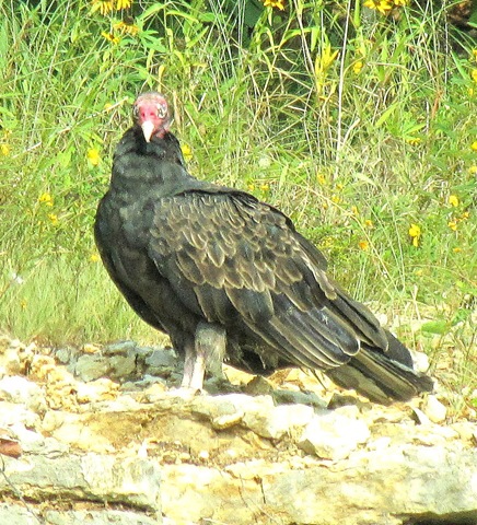 [Turkey VultureLake Sherwood08-20-10a[2].jpg]