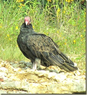 Turkey VultureLake Sherwood08-20-10a