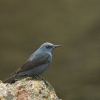 Monfragüe Mirlo azul (1).jpg