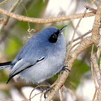 Tacuarita azul.jpg