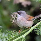 Curruca tomillera.jpg