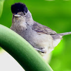 Curruca capirotada.jpg