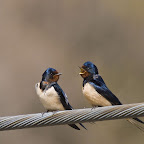 Pareja de Golondrinas.jpg
