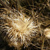 Vega de Granada Cardo Borriquero2.jpg