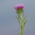 Flor de cardo 2.jpg