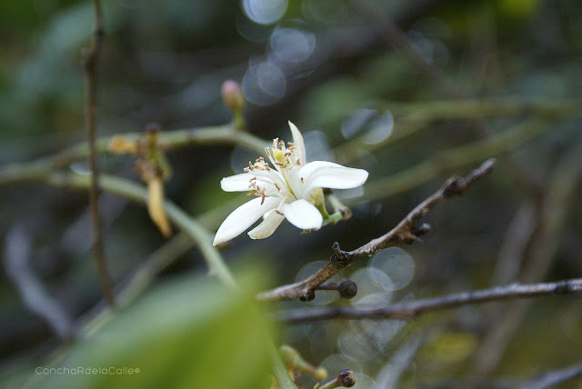 Azahar-Sevilla-2011.jpg