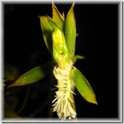 Catasetum%20cristatum_1