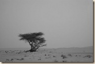 desert Tree