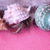 Terrestrial Hermit Crabs