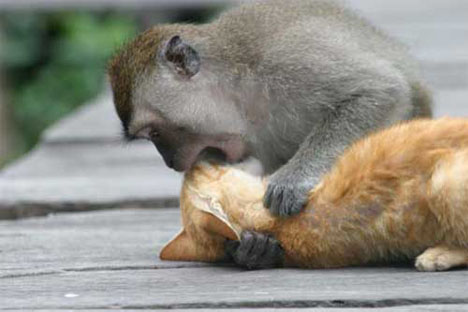 your monkey will make short work of your girlfriend's cat