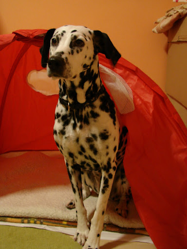 DSC00685.JPG