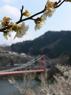 梅の花と八幡橋