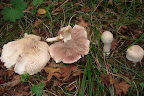 DSC03797.JPG
