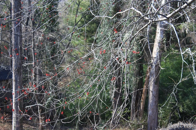 [Red-Maple3.jpg]
