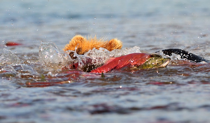 A sockeye darts from a bear by jumping into the air/n
South Kamchatka Sanctuary<><>South Kamchatka Sanctuary; sockeye; Kamchatka; bear; Kuril Lake; salmon; spawning